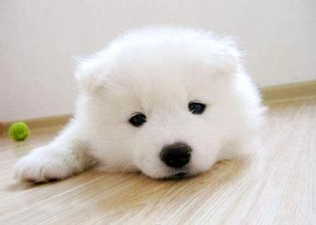 怎样训练狗狗要鞋子